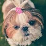 Pet care and the Latest Trends in Pet ownership
