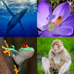Biodiversity_Collage_WEB