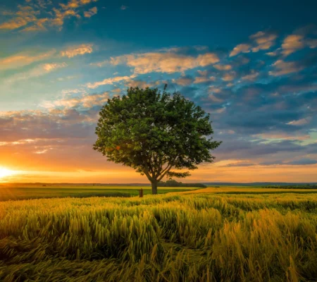 wide-angle-shot-single-tree-growing-clouded-sky-during-sunset-surrounded-by-grass_181624-22807