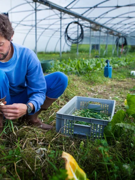 Organic Farming for Sustainable Agricultural Production